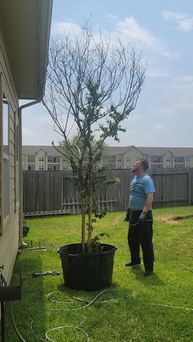 1 pic. Ooo hubby found a half dead crape myrtle on the side of the road. I can nurse it back to health