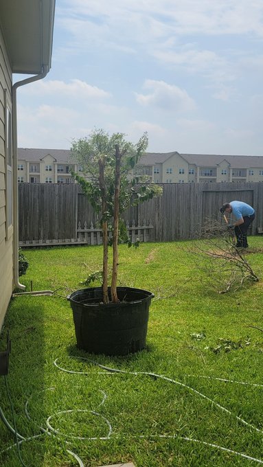 2 pic. Ooo hubby found a half dead crape myrtle on the side of the road. I can nurse it back to health