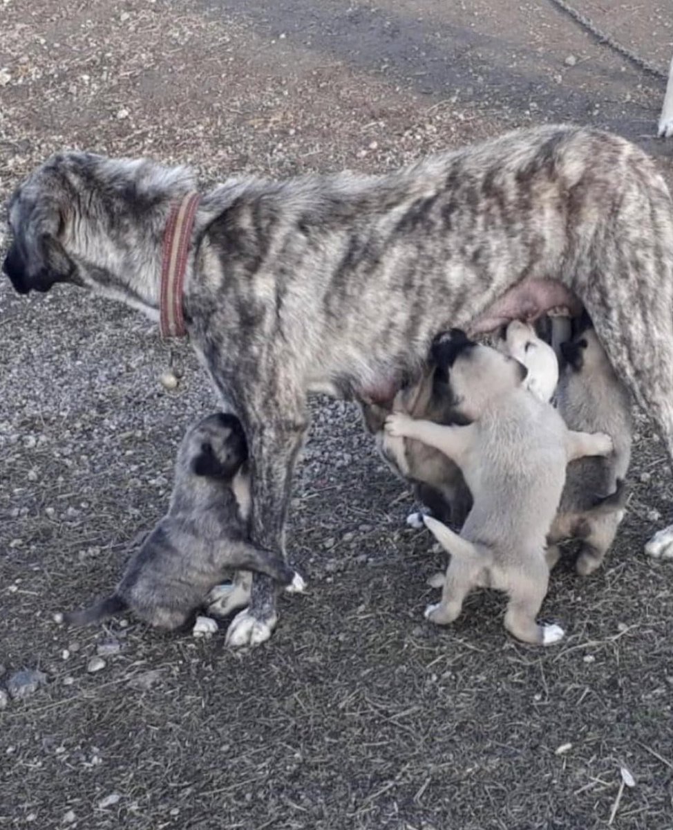Siz rt yaparsınız bağış yapacak kişilere ulaşırız. Aksi halde bu kadar can nasıl yaşar. Her ay yalvarmaktan inanın yorulduk. Niçin bize ve diğer hayvanseverlere kurumlar destek olmuyor. Dostlarımız hepsi engelli. Onlar sokakta yaşayamaz. Mamamız yok denecek kadar az birikti.