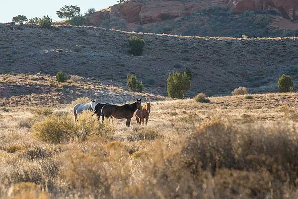 Art for the Walls! #horses #wildhorses #monumentvalley #newmexico #naturelovers #photography #animalovers #art buff.ly/3ATQDda buff.ly/3nmpXPb #picoftheday #landscapelovers #NaturePhotography #art #artwork #amazing #NatureBeauty #amexsimonmalls #arizona #west