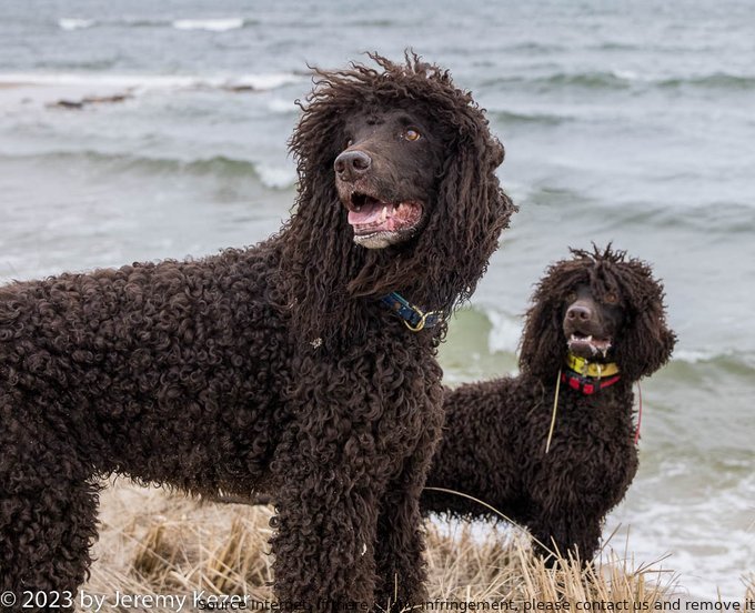 Reef and Arrow, adored by Kim and Jeremy Kezer, are seen waiting patiently to jump in for a swim. The photo captures two Irish Water Spaniels with love for water. #IrishWaterSpaniel #IWSCA #DogsOfTwitter #DogsAtTheLake #DogsAndWater #WaitingPatiently #Dogs
