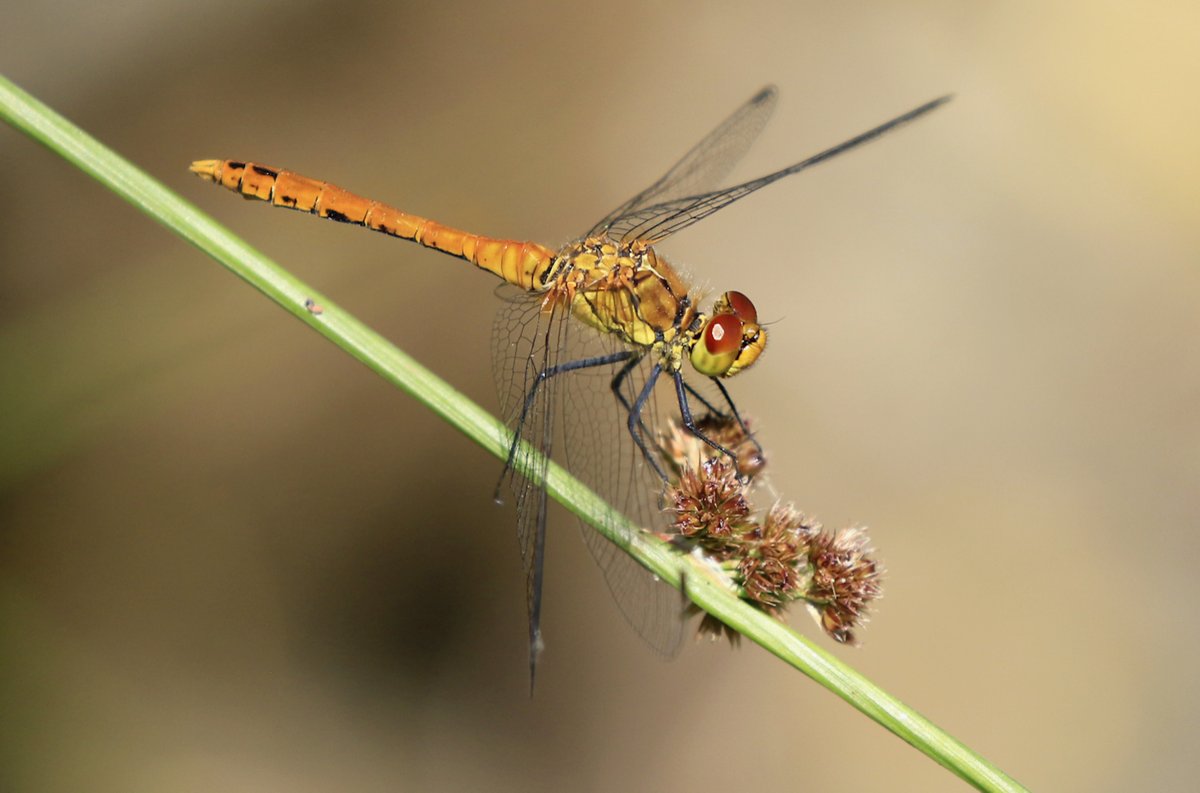I have some more Dragonfly shots for you today (I love the challenge of photographing these marvelous creatures)! Here are pics of several species in different situations: 7th is a Ruddy Darter - a smaller species.
Enjoy!
@Natures_Voice @NatureUK @BDSdragonflies @Britnatureguide