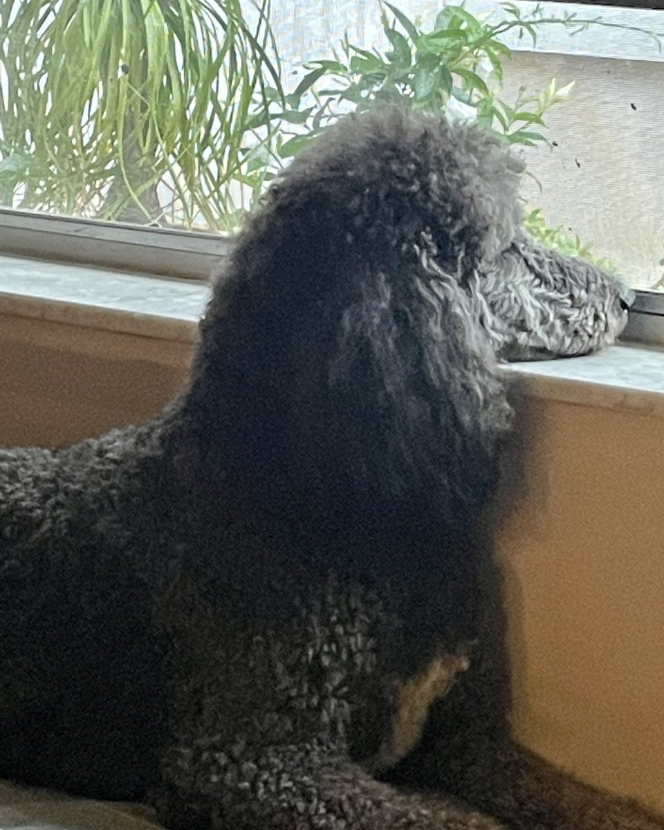 Waiting on my peeps🐩😑 #ZSHQ #