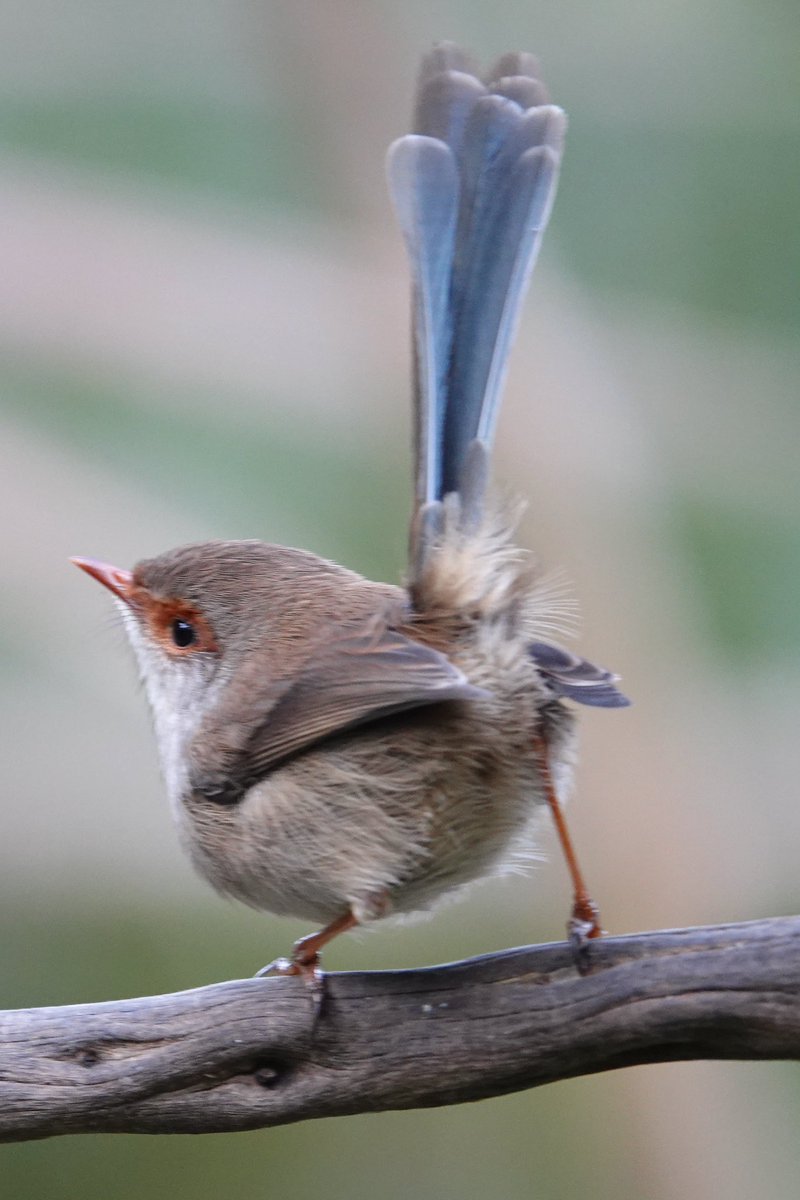 #FirstSeenAndHeard #FSAH 

Seen: Superb Fairywren. Heard: Eastern Spinebill. South Gippsland, Australia

@birdemergency 
#birdwatching #BirdTwitter #birdphotography #WildOz #bird #TwitterNatureCommunity #BirdsSeenIn2023 #SonyRX10iv