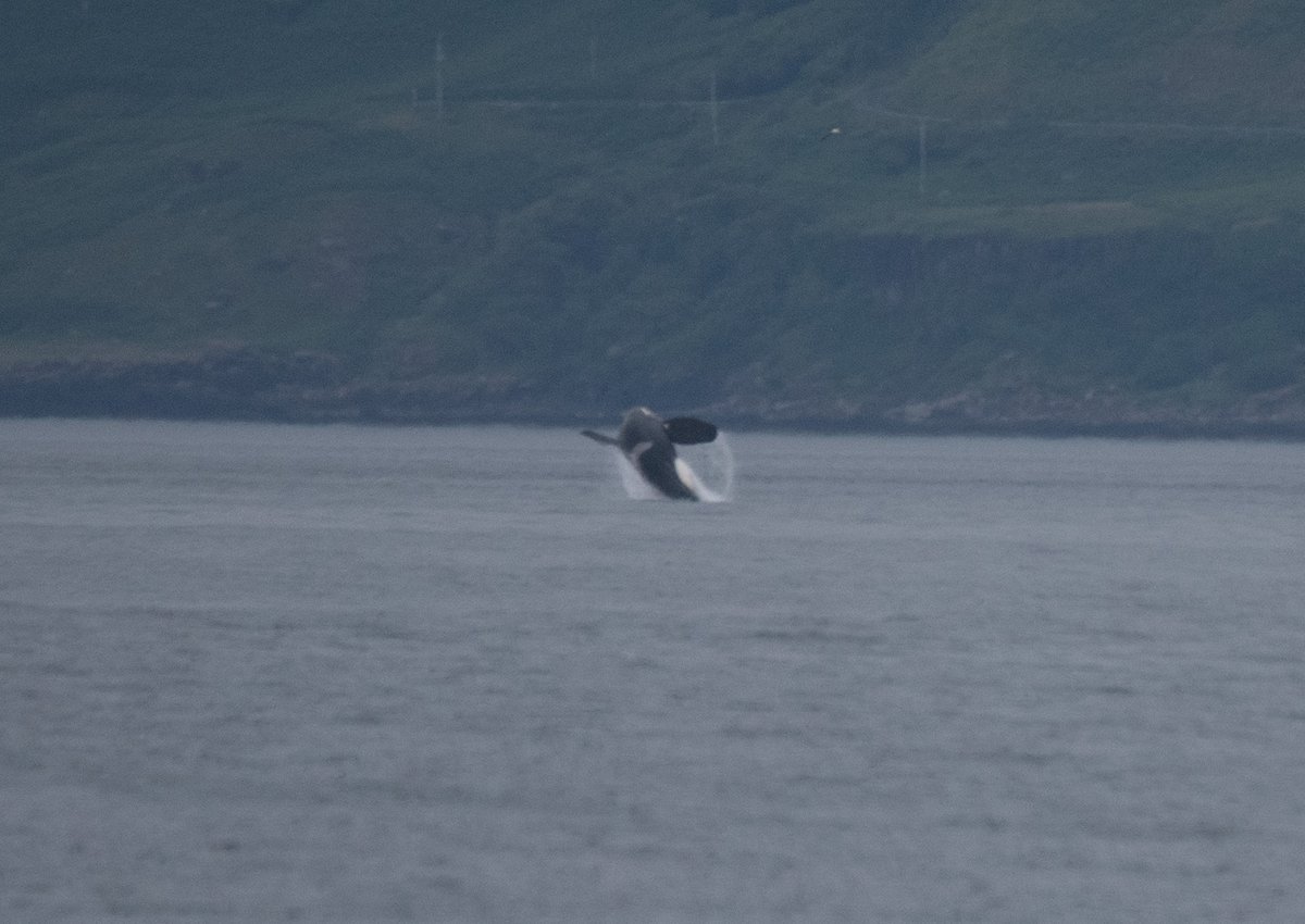 AmosPhotography's tweet photo. The legends themselves, John Coe and Aquarius, off the west coast of Mull today. Aquarius even gave a show of tail slapping and breaching! @BBCSpringwatch @BaskingSharkSco @HWDT_org @SeaWatchersUK @ScotWildlife @VisitScotland #orca #johncoe #aquarius #mull #scotland https://t.co/WtMZtOsLlI