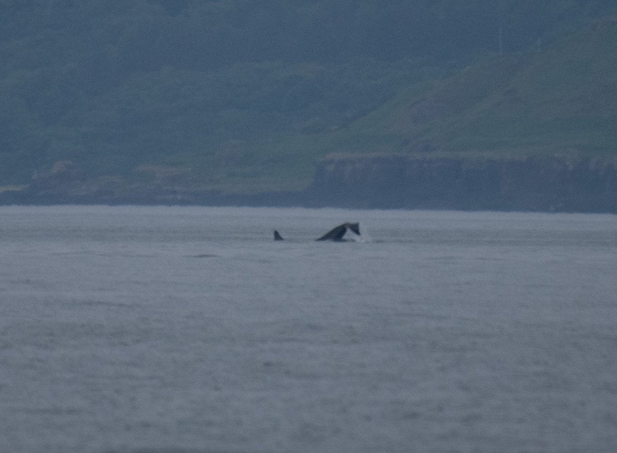 AmosPhotography's tweet photo. The legends themselves, John Coe and Aquarius, off the west coast of Mull today. Aquarius even gave a show of tail slapping and breaching! @BBCSpringwatch @BaskingSharkSco @HWDT_org @SeaWatchersUK @ScotWildlife @VisitScotland #orca #johncoe #aquarius #mull #scotland https://t.co/WtMZtOsLlI