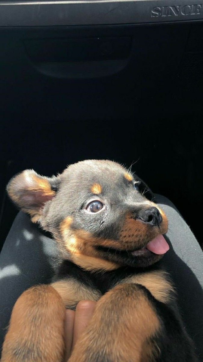 💖 (@twaniimals) on Twitter photo 