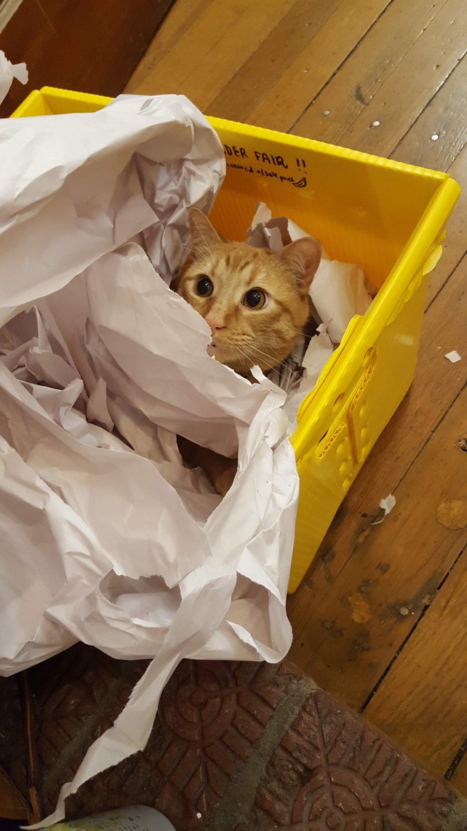 Wonder Fair tweet media