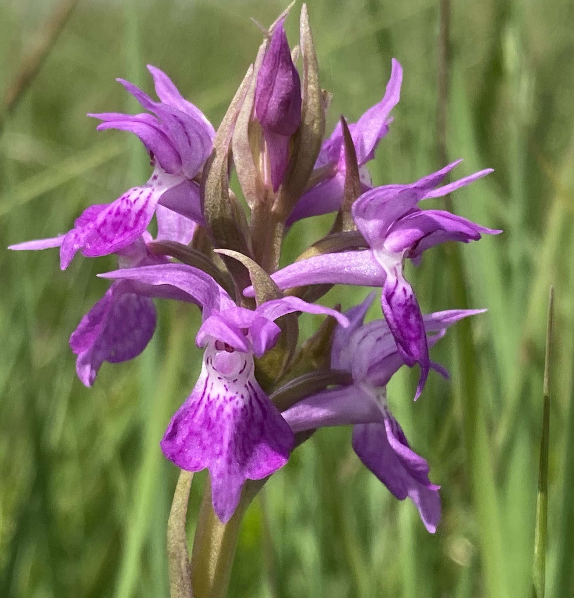 Janette on Twitter: "Bishop Middleham Reserve, 17/6/23 Common Spotted