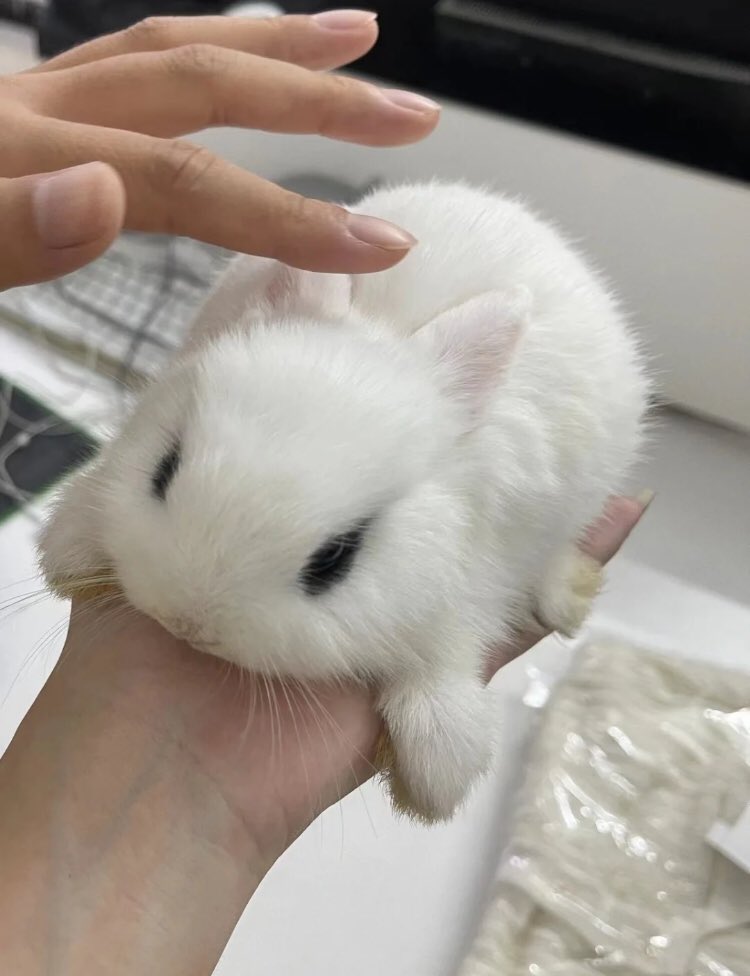 ‏ْ (@piinkifairy) on Twitter photo 