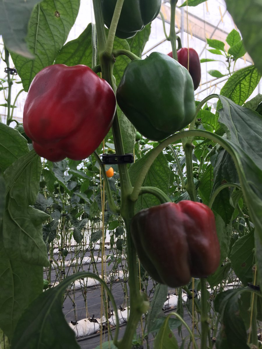 sweet juicy and highly nutritious bell peppers from ⁦@tropicalgrowers⁩. 
Get Boogie Rz F1 (orange), Reggaeton Rz F1 (yellow) and Red Jet Rz F1 (red) seeds from ⁦@HGTGhana⁩. Link up with ⁦@DefarmerAlex⁩ for guidance 🤝