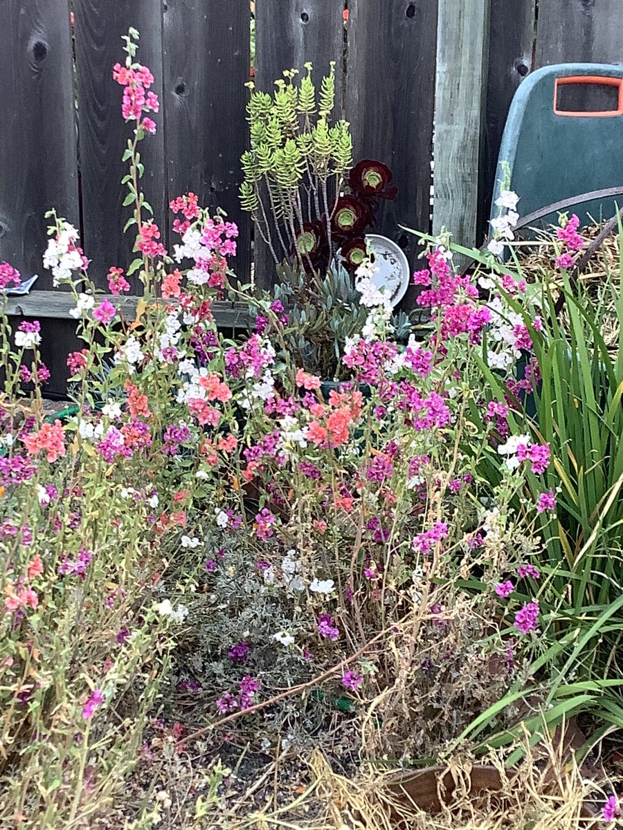 NJinPtR's tweet image. Native California wildflowers Farewell to Spring.

My new bracelet hand woven by the Indigenous renowned California basketweaver Lucy Parker.

Her mom #JuliaParker demonstrated traditional basketweaving in Yosemite Valley for 30 years. 🙏🇺🇦🇺🇦🇺🇦🌻