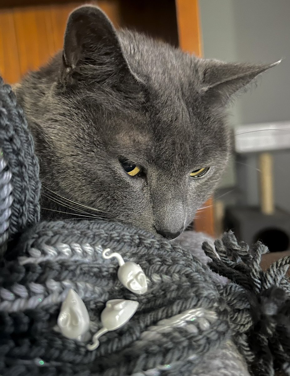 So many sadnesses about my brother from another mother <a href="/frisky9/">Frisky Le Rouge</a> 🧡. He was a #KittyTwitter movement maker and an amazing ambassacat. 🇦🇺
So many loves to Ms Robyn and the fur family. #ScarfHandsomes Love to all. ❤️