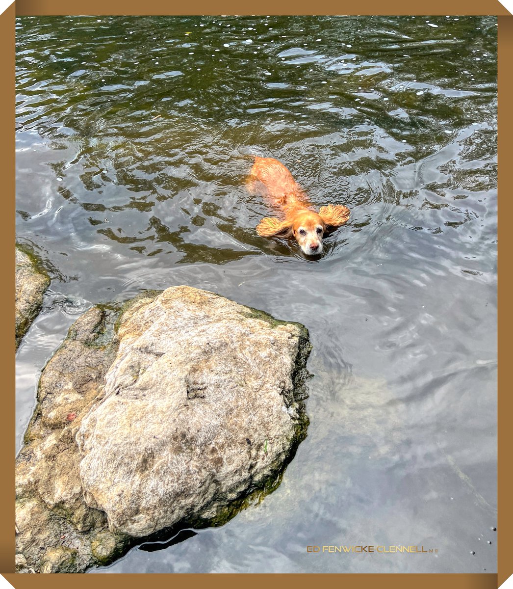 Water Wings .... 💦
#DogsofTwitter