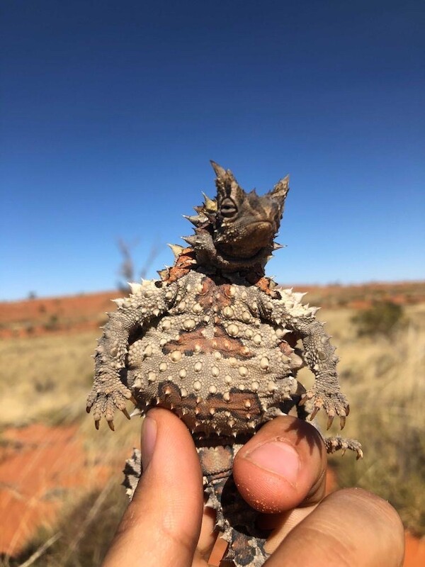 Went overboard at the ant buffet? 🐜🦎

We joke, but this is likely a gravid (pregnant) female Thorny Devil (Moloch horridus).

Learn more about Thorny Devils: bushheritage.org.au/species/thorny… 

📸Joshua Keen