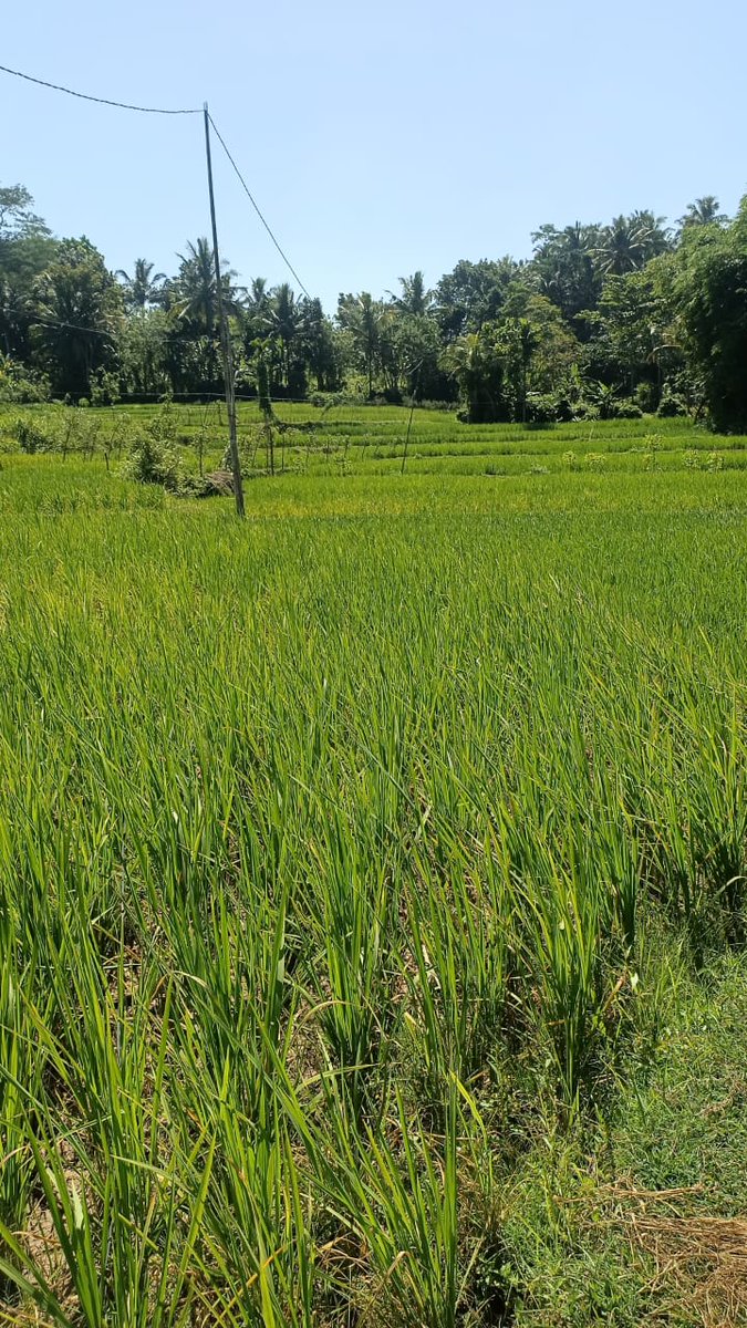 Nurjayadi85's tweet photo. https://t.co/lcCalyPMN6