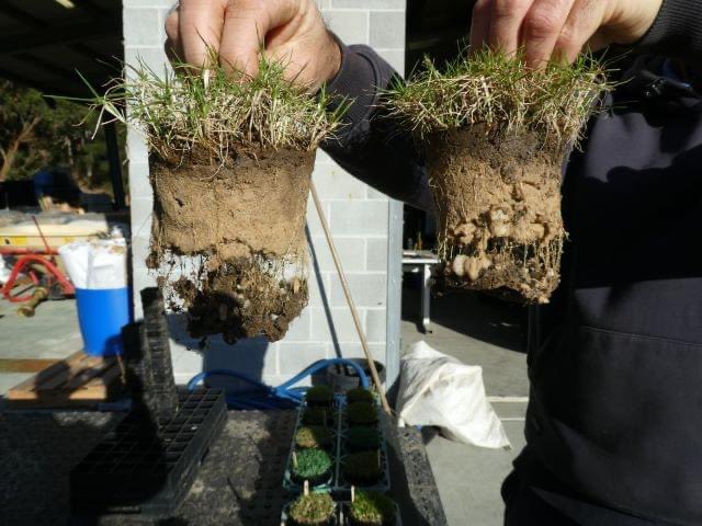 Couch/bermudagrass varieties compared. Last pic is Tahoma31 in winter. Still throwing roots.