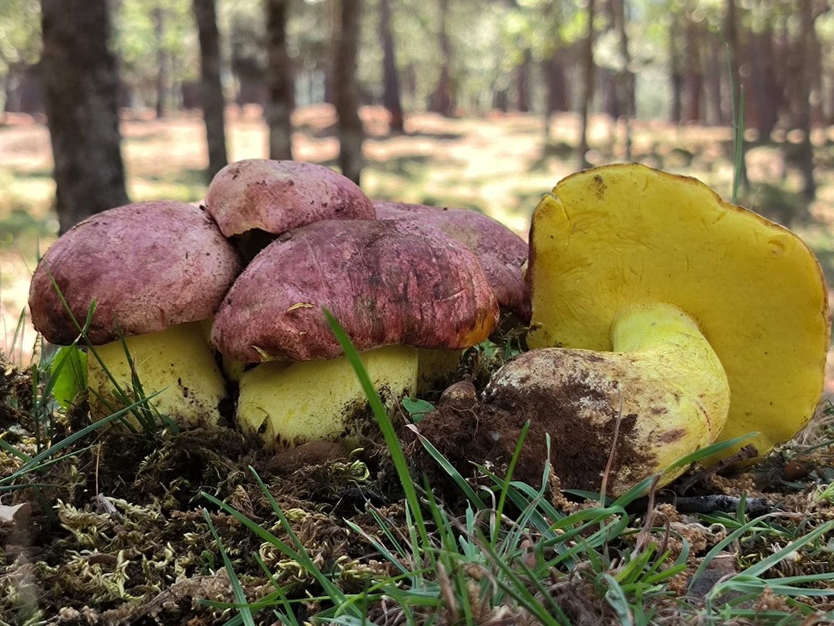 Boletus regius. 

✅️Good edible✅️

#fungi #mushrooms  #nature #NaturePhotography
#mycology
#mushroomtwitter