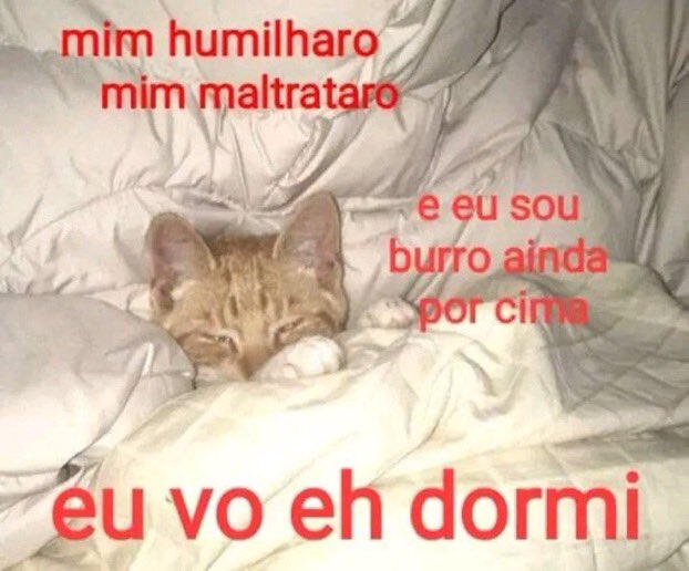 perfil dedicado a gatinhos e peitos (@odeiootaco) on Twitter photo 2023-06-17 18:10:36