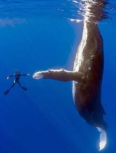 Biologist Roger Payne has died. His #whale song recordings are on #NASA Voyager golden records in #interstellar space & used in #StarTrek IV He founded @ProjectCETI which seeks to foster interspecies communication en.wikipedia.org/wiki/Roger_Pay… #Astrobiology #SETI #OceanMonth #AdAstra