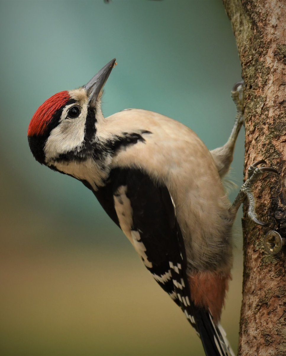 Our juvenile male Woodpecker - garden friends #TwitterNatureCommunity