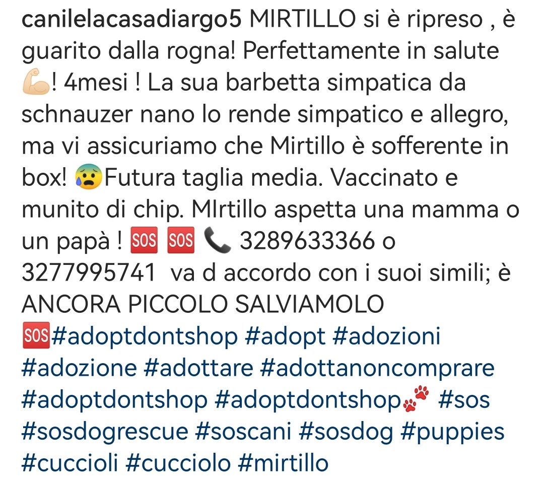 Mirtillo 4 mesi guarito dalla rogna, ora è bello e sano, pronto per una bella #famiglia 🆘3289633366 #Calabria #AdoptDontShop #SosCani #adozionecani #SosCuccioli #canicercacasa #adottanoncomprare #adottauncanedalcanile #adozionidelcuore #adottami