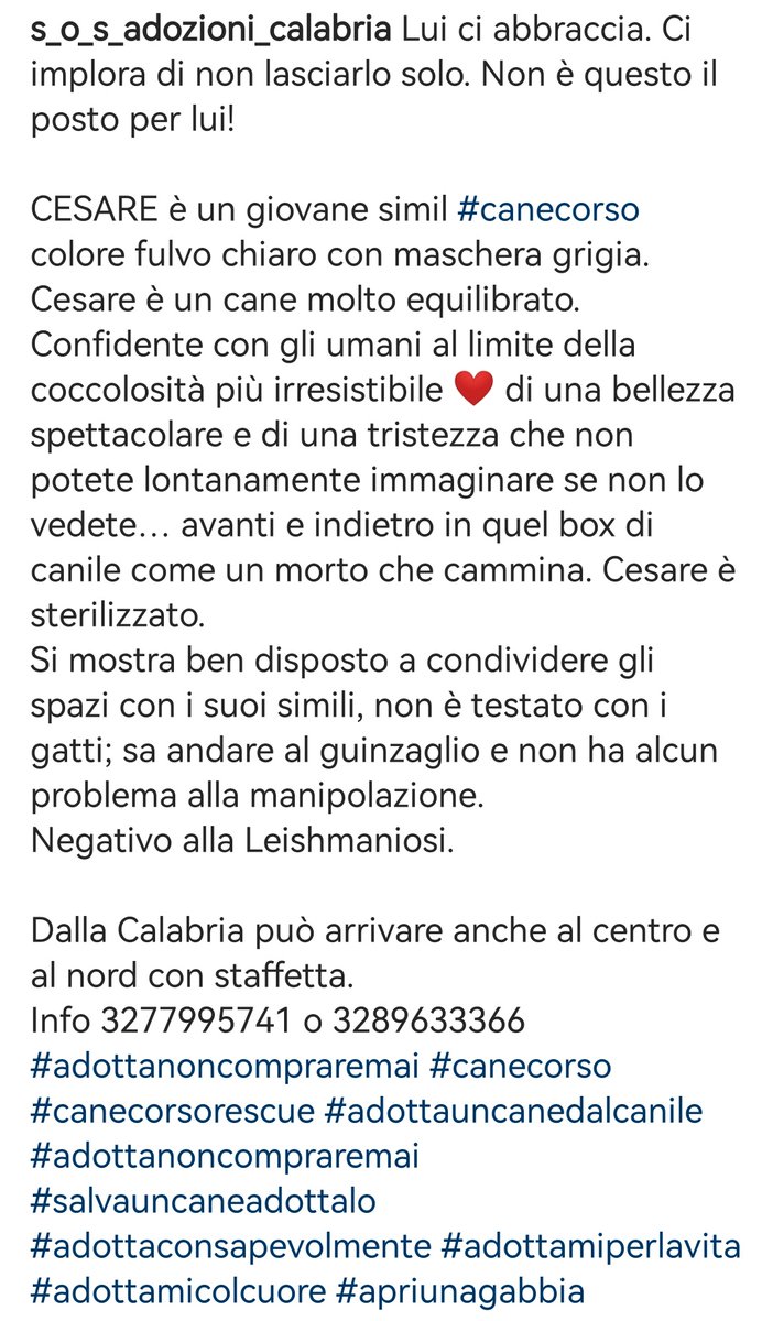 Cesare, bello sano e dolcissimo, cerca il contatto umano. Diamogli una #famiglia 🙏🏻🆘3289633366 #Calabria #AdoptDontShop #SosCani #adozionecani #canicercacasa #adottanoncomprare #adottauncanedalcanile #adozionidelcuore #adottami #apriunagabbia #Cosenza