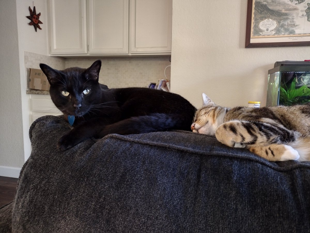 Silva always feels like there's someone behind him...

#Caturday #CatsOfTwitter #catlover #cats