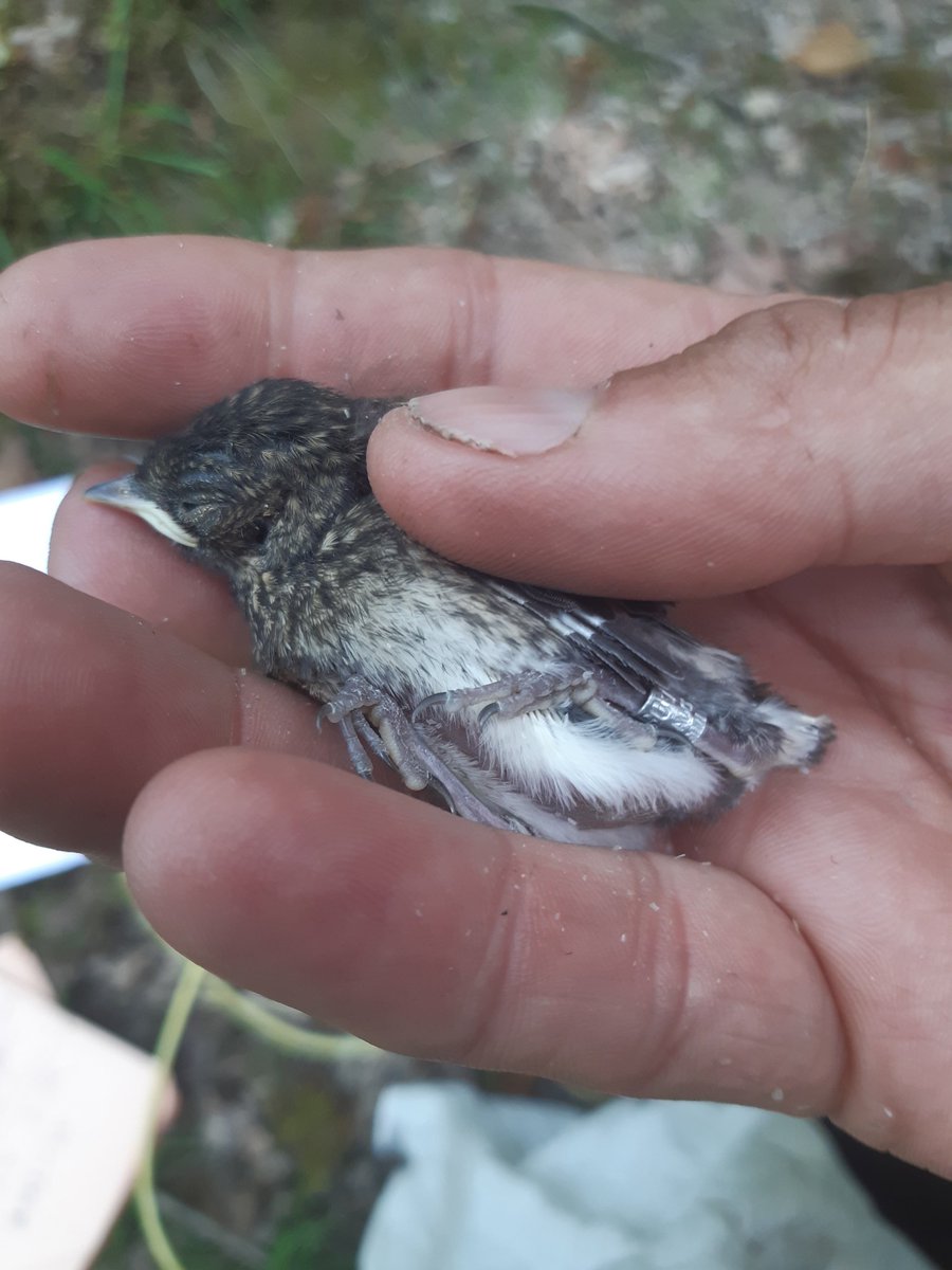 RudryRover's tweet photo. Final day of pied flycatcher monitoring   year the the at Gwenfrwydd-dinas with @ArfonWilliams4 and @rivers_disguise , bonus pied wagtail chicks, lovely redstart ready to fledge. Arfon got us red tipped clearwing while we had a drink at the Towy Inn! #Fledgemore https://t.co/QCiXzYb59f