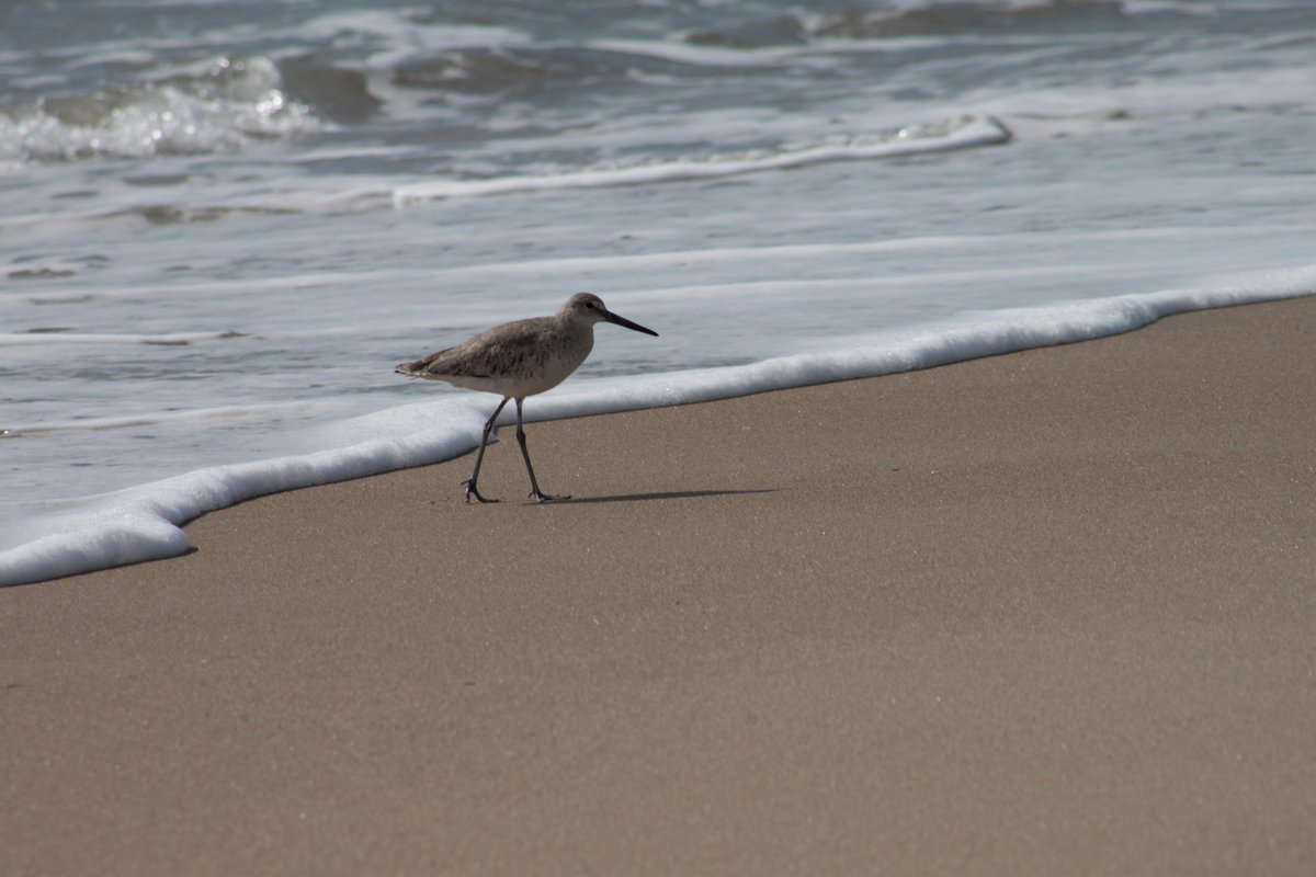 CuriousDukes's tweet photo. Everybody loves a piping plover, but leave some room in your heart for #willets. https://t.co/wGQAfh9Kpm