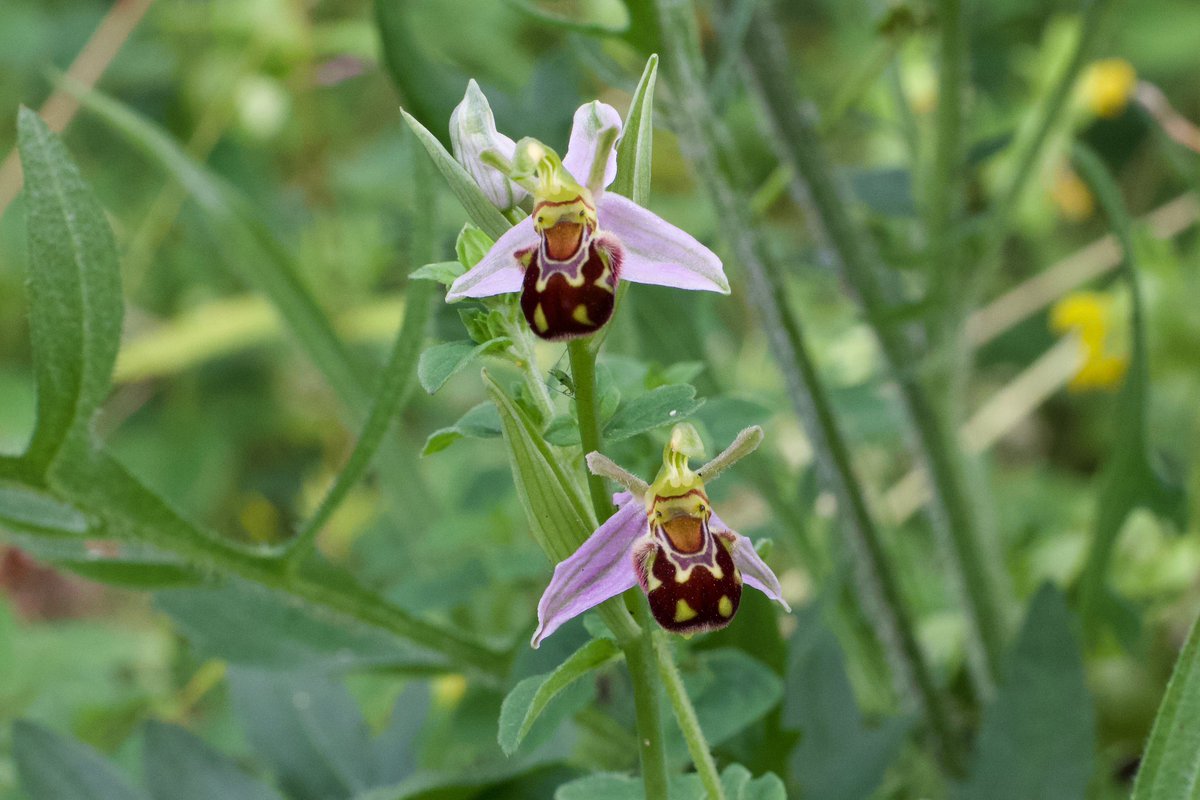 MartineFenn's tweet photo. @dunnjons @BSBIbotany @BSBIScotland @wildflower_hour @EuropeanOrchids @Britnatureguide @Love_plants @PlantlifeScot Hereโs one of 23 spikes growing in our garden. By the way, I enjoyed your book and, as we were in Suffolk when I read it, got to see the fabulous colony of White Bee Orchids at Sizewell - so thanks for that! Would never have found them otherwise ๐#OrchidSummer https://t.co/kEhvxmovNJ