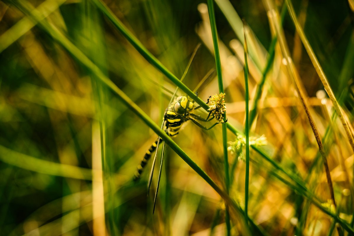 #dragonfly on #WaternTor on #Dartmoor this morning 😍