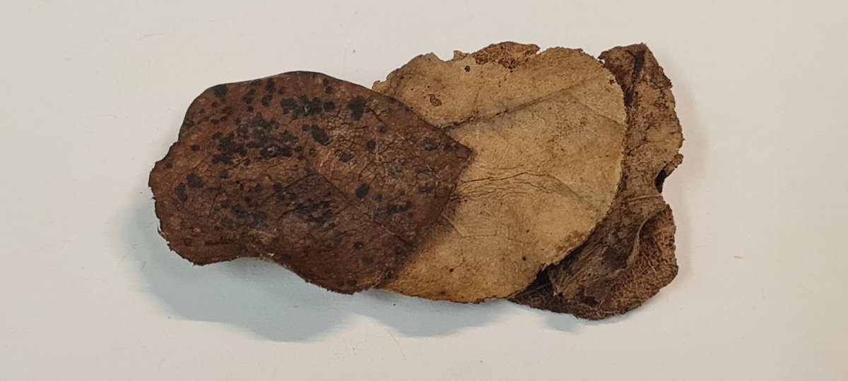 Three circular leaves bound together. This must be Glyphotaelius pellucidus living in the #Djanogly pond <a href="/LakesideArts/">Lakeside Arts</a> <a href="/UoNenviro/">Enviro Sci-Bio</a> <a href="/UoNLifeSci/">UoN Life Sciences</a> @aardvarknsefce  One of our native #caddis flies that make a home out of detritus depending on species. <a href="/RoyEntSoc/">Royal Entomological Society</a>