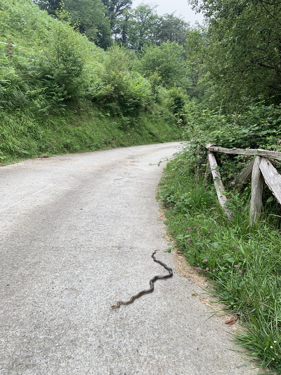 Artikutzan (65QW+RJ Artikutza) #sugebizi <a href="/aranzadi/">Aranzadi</a> 😉