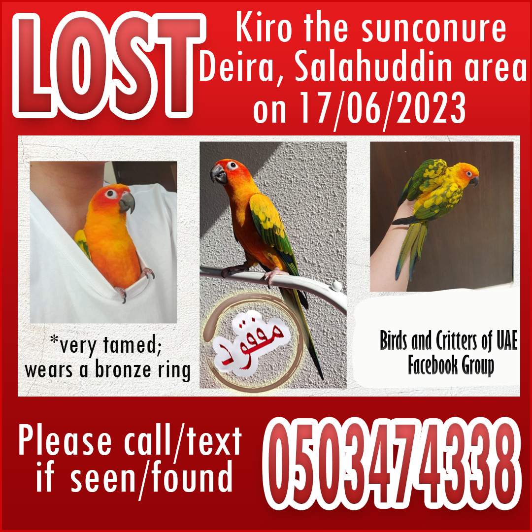 #lostparrot #lostparrots #lostpet #lostandfoundparrots #lostandfoundparrotsinuae #birdsandcrittersofuae #lostpet #lostpets #parrots #sunconure #sunconures  #conure #conures  #lostconure #lostsunconure #uae #dubaipetlostandfound #dubai #deira #deiradubai #dubaideira