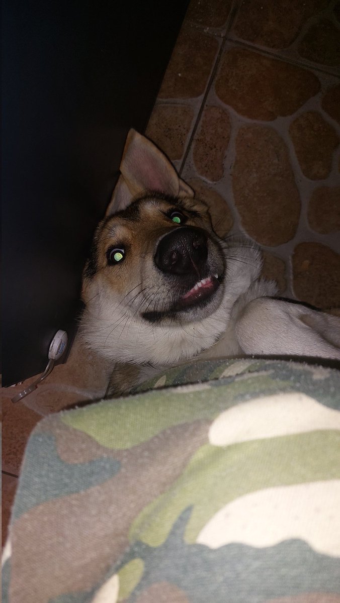 AnnaVintrova's tweet photo. Crazy doggo https://t.co/4SN9HXkfZE