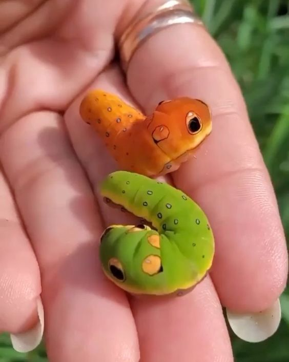 🌱ᴅᴀɪʟʏ ᴅᴏꜱᴇ ᴏꜰ ᴄᴀᴛᴇʀᴘɪʟʟᴀʀꜱ!🌿 (@daylypillars) on Twitter photo 