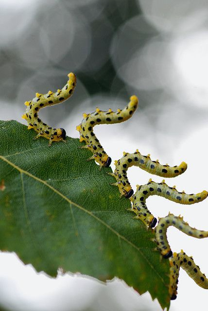 🌱ᴅᴀɪʟʏ ᴅᴏꜱᴇ ᴏꜰ ᴄᴀᴛᴇʀᴘɪʟʟᴀʀꜱ!🌿 (@daylypillars) on Twitter photo 