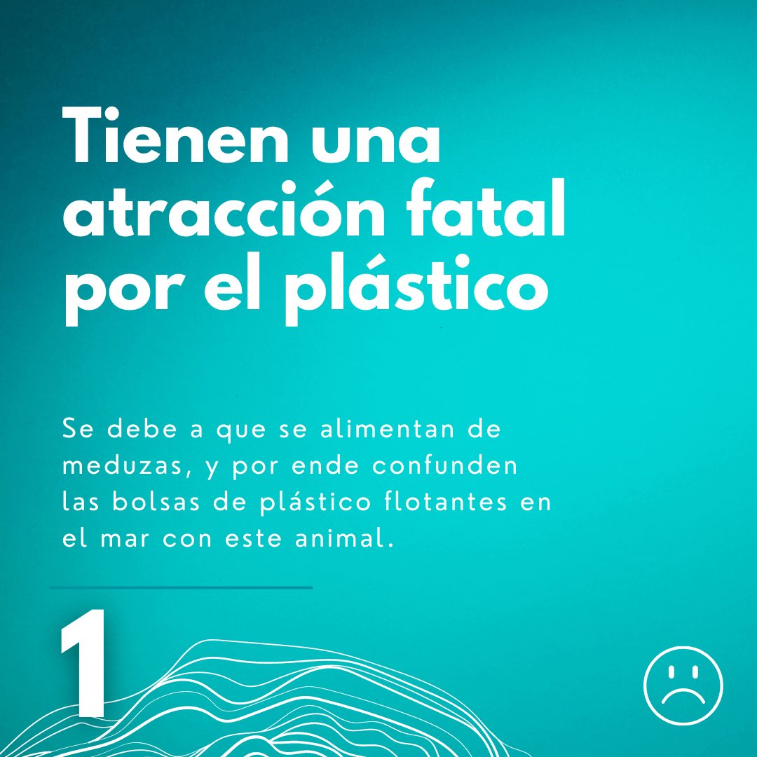 🐢🌊Celebramos el #DíaMundialDeLasTortugasMarinas especie icónica y fundamental para la salud del ecosistema marino. ¡Unámonos en la protección de estas criaturas fascinantes! Visita nuestro #instagram para conocer más instagram.com/biciola.projec…

#ProtejamosLaVidaMarina #Biciola
