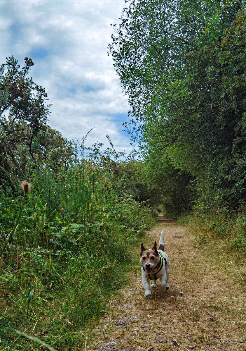 #jrt #jackrussellterrier #dogsoftwitter #huaweip40pro

Our wander today