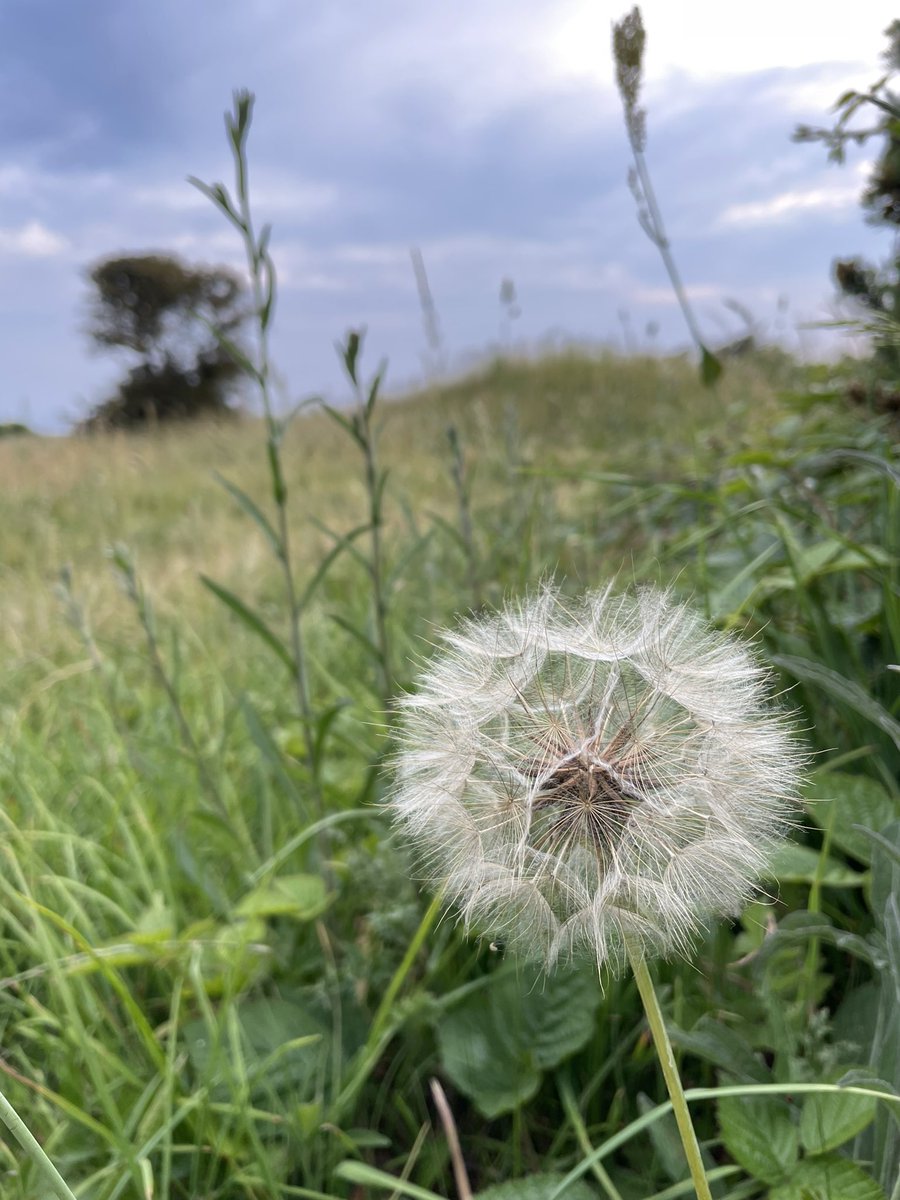 starofstage's tweet photo. Salsify. 

There's poetry in the name of these beauties which, at this time of year, look like super dandelions.
#salsify #thedowns #brighton https://t.co/bqetMnAzmV