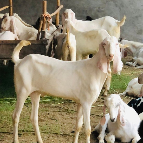 SubhanK07675277's tweet photo. Be a part of Rizq's Qurbani campaign and make a positive impact this Eid-ul-Adha. Your contribution matters. #qurbani2023 #barieidbariqurbani https://t.co/12FK2ytPL8