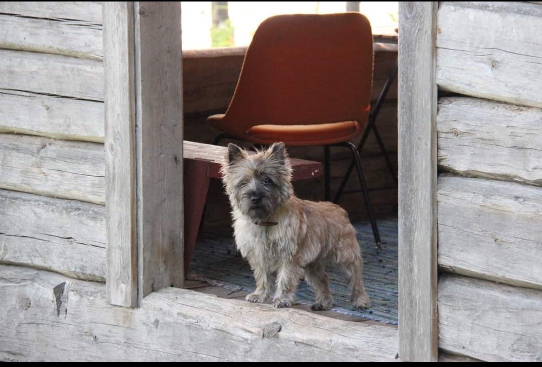 #CairnTerrier