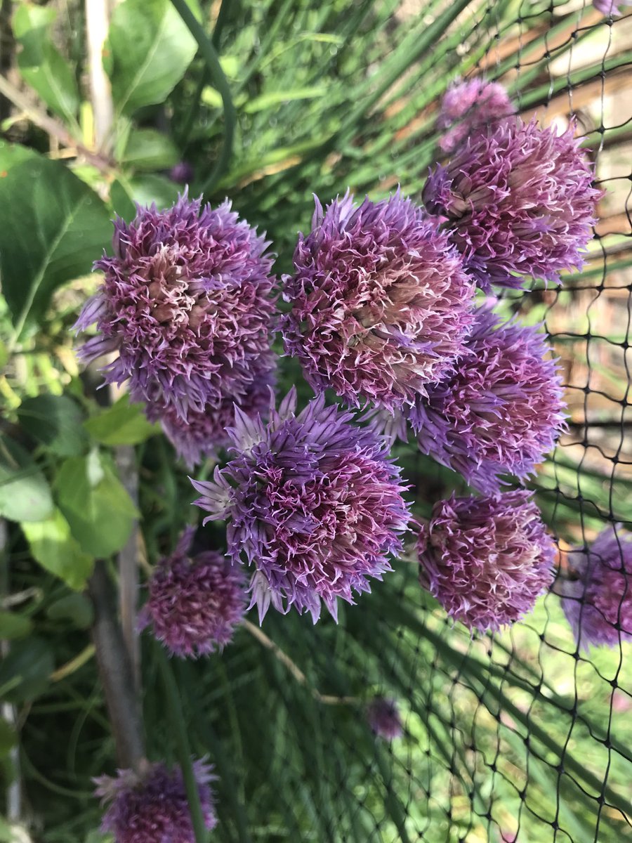 A flower a day…