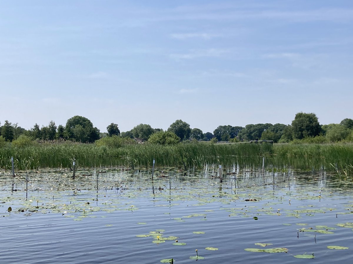 Varen op De Wieden is altijd leuk. Deze keer naar de eendenkooi Otterskooi. Enthousiaste gids. Purperreiger, ringslang, veel zwarte sterns met jonkies en nog veel meer moois gezien. @Natuurmonument @NationaalParkWW @mathiska