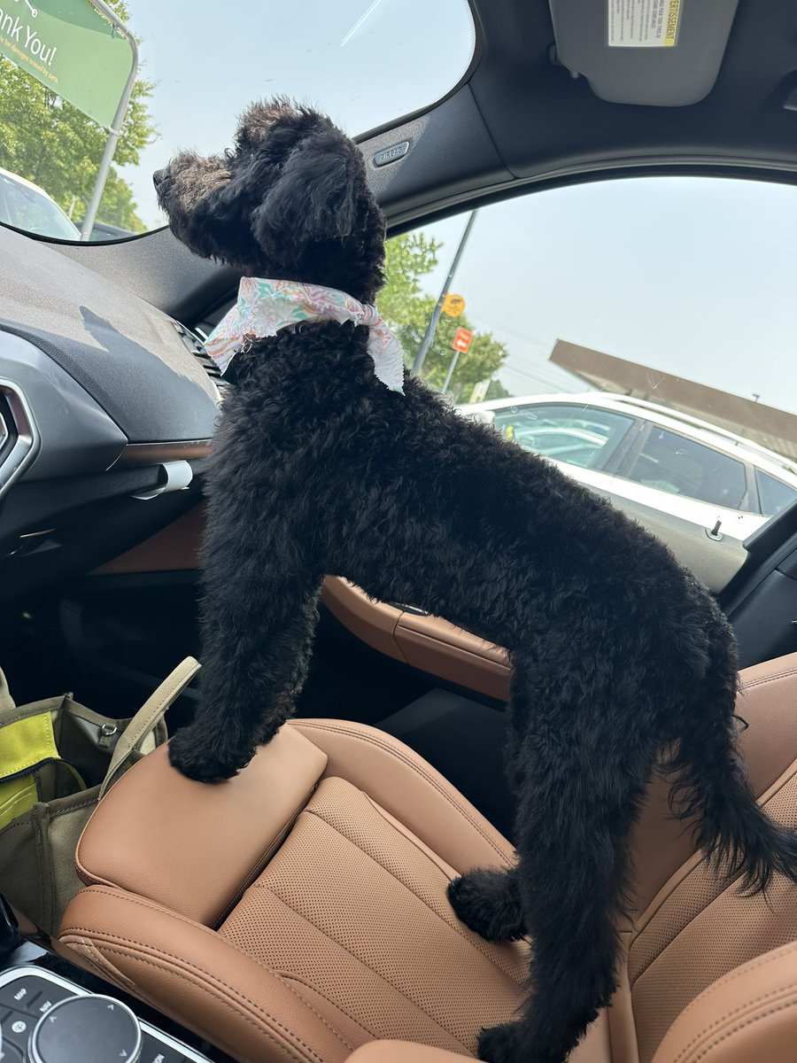 Somebody had their very 1st grooming session today! 🫶🏾🫣🖤 #MiniGoldenDoodle #MyGirl #AGirlsBestFran
