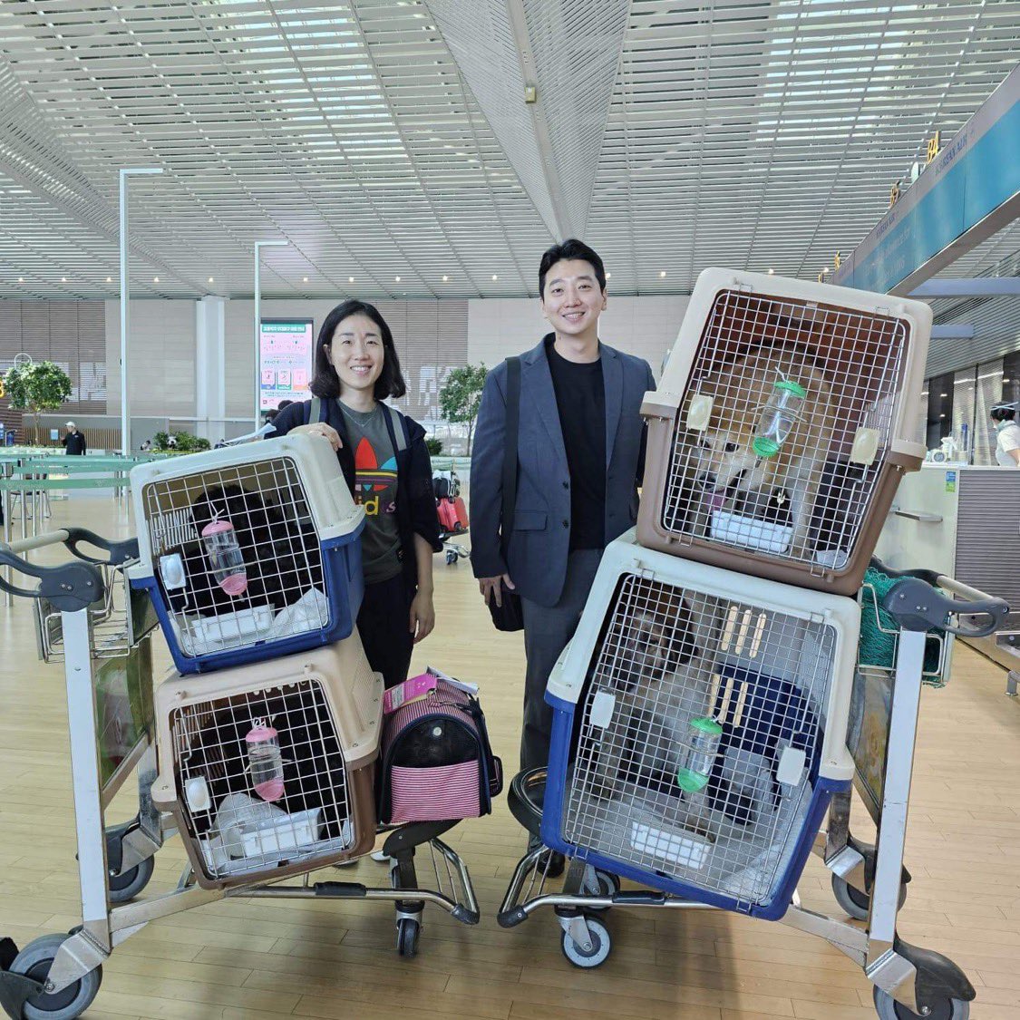 thedogteamuk's tweet photo. 4 gorgeous dogs about to start a life free from fear of a #DogMeatFarm Thank you to our wonderful flight volunteers for keeping them safe on the journey Welcome little ones! #EndDogmeat #RescueDogs #SouthKorea #EndYulin #prayforyulin Pls Rt & support our hard-working charity https://t.co/wmw7Hja3U2