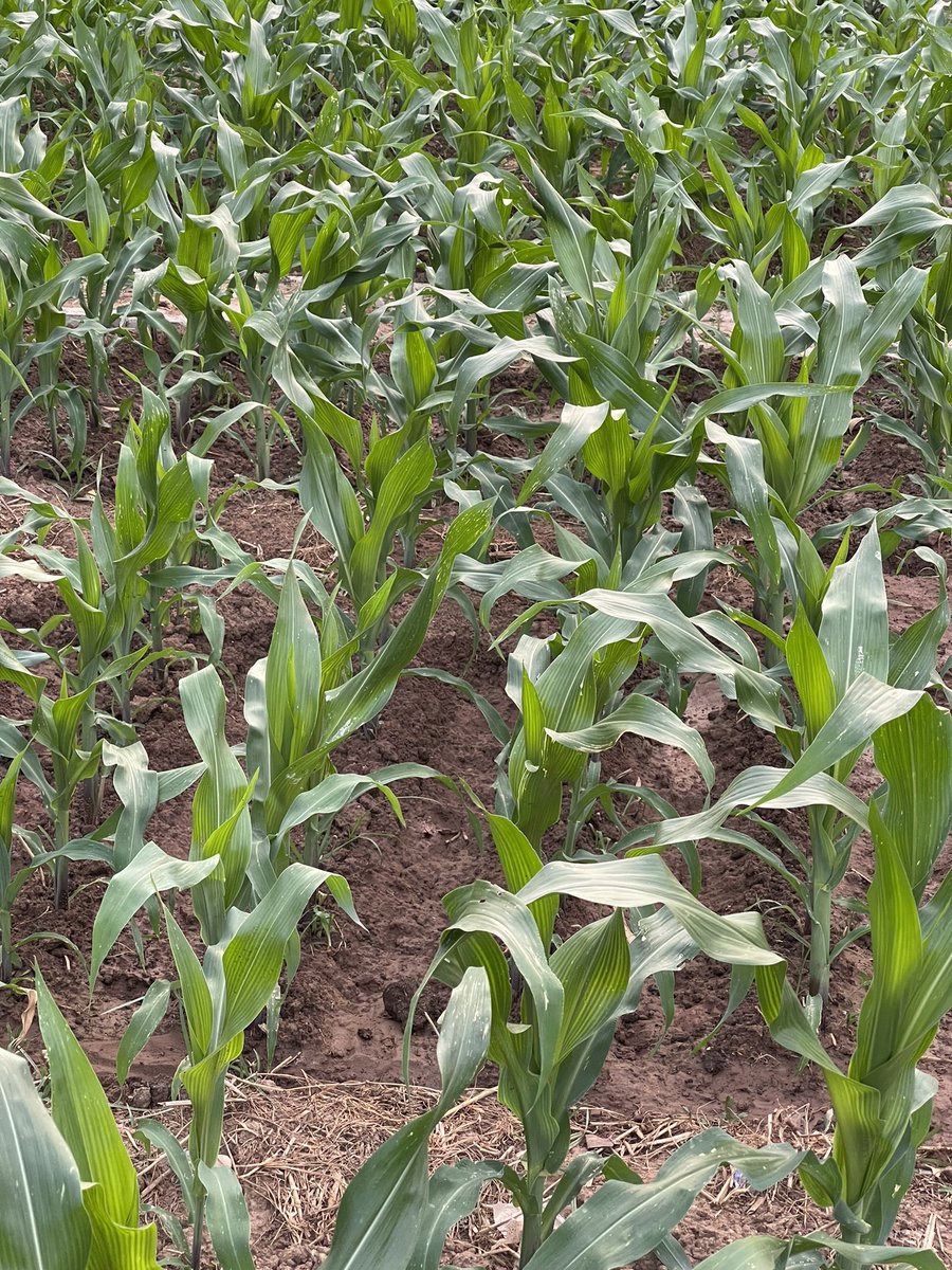 A bit of land dedicated to crops. After successfully harvesting organic wheat, we’ve planted corn. #Homegrown #garden #agricultural #organic #GardenersWorld #gardening #nature #photograghy #NaturePhotograhpy #wheat #corn #HealthyEating #HealthyFood #flower #plants