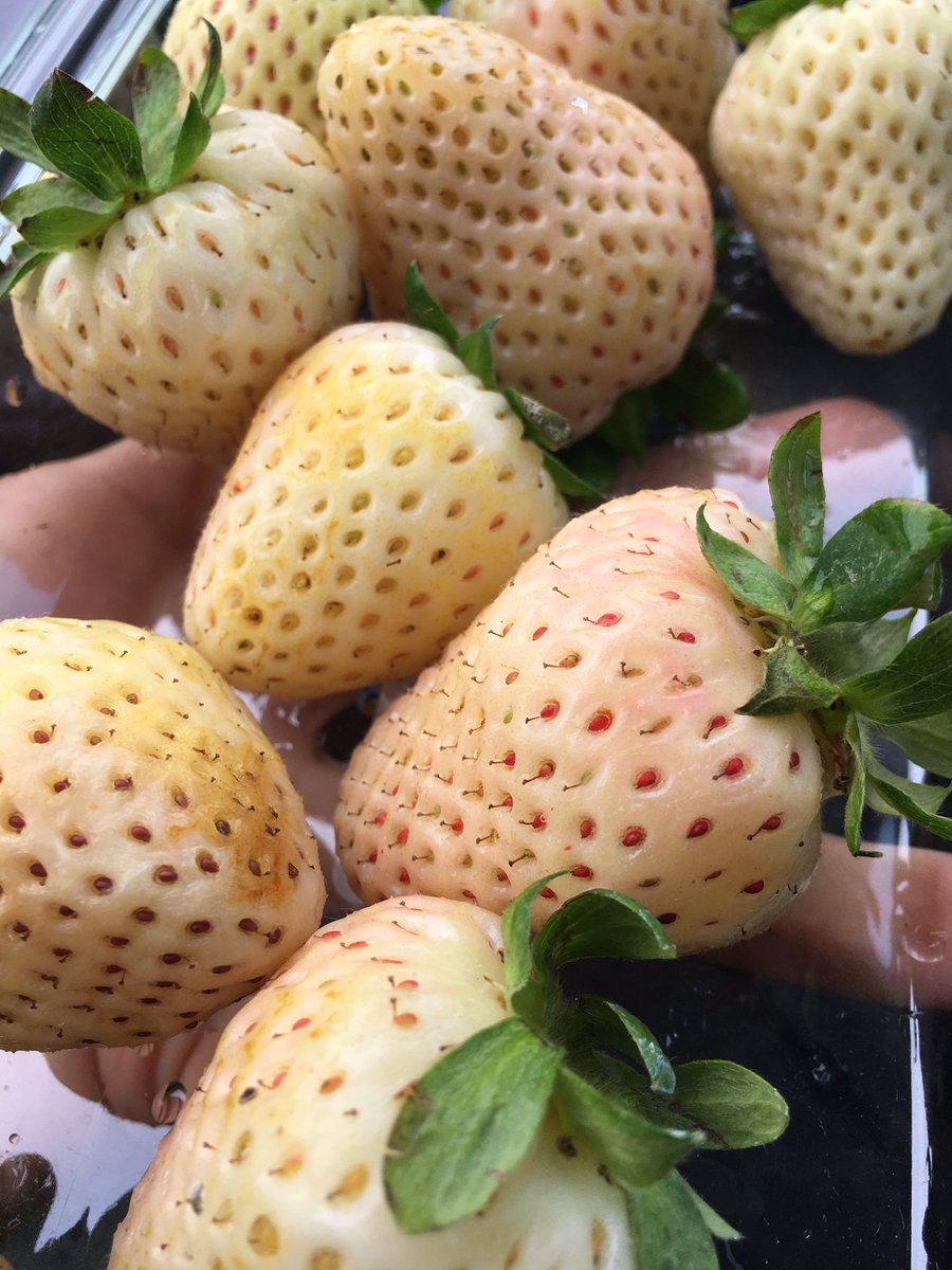 These are champagne strawberries. A horticulturist mix of pineapple & strawberries. Taste like sweet pineapple & strawberry. Now available at Trader Joe’s. Delish! Gobbled up the entire box. #strawberry #pineapple #fruit #fresh #plantbased #snacks #food #farmersmarket #traderjoes