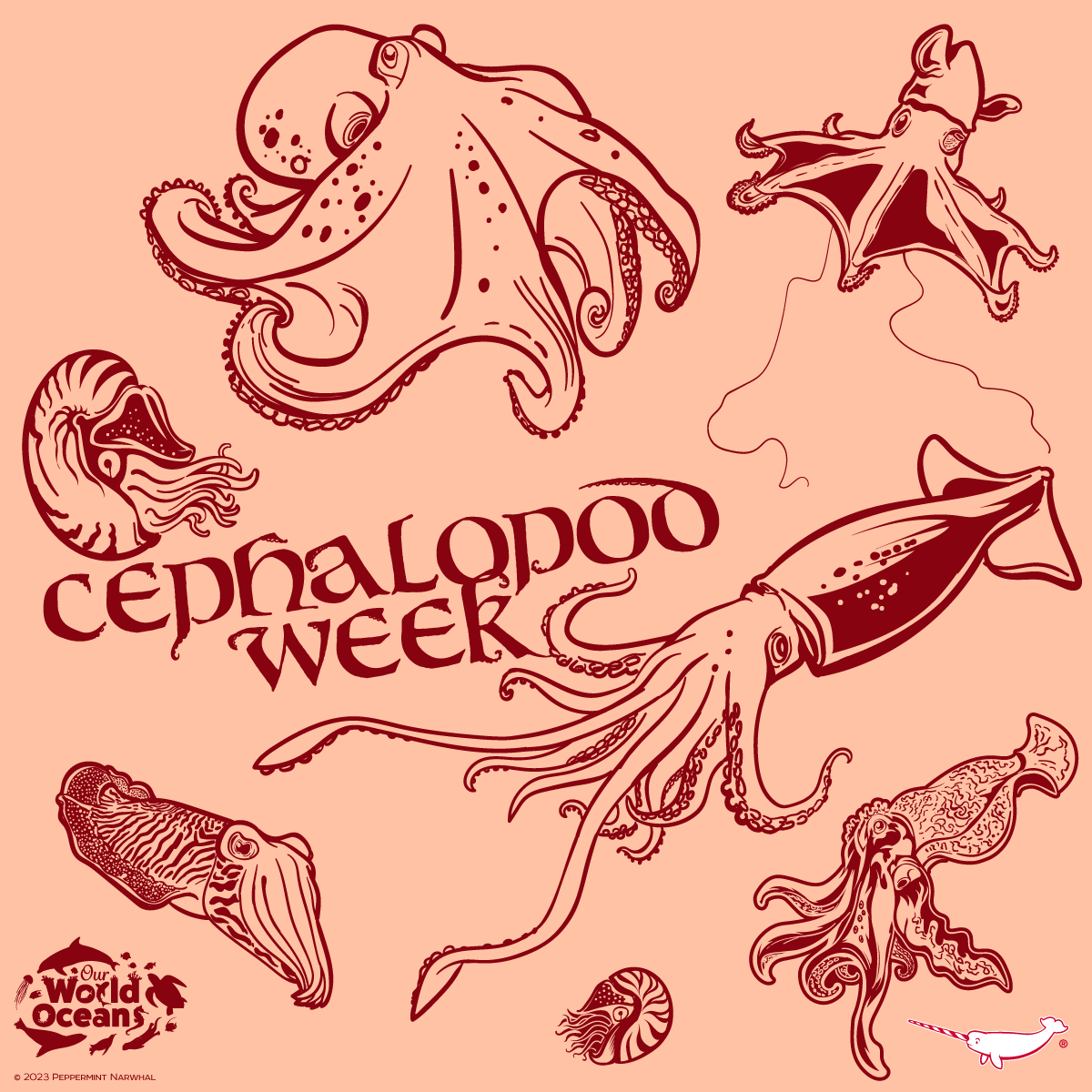 Happy #CephalopodWeek
#OurWorldOceansMonth

Shop #PeppermintNarwhal:
peppermintnarwhal.com

#Cephalopod #octopus #Squid #Nautilus #Cuttlefish #Vampire #OurWorldOceans #OceansMonth